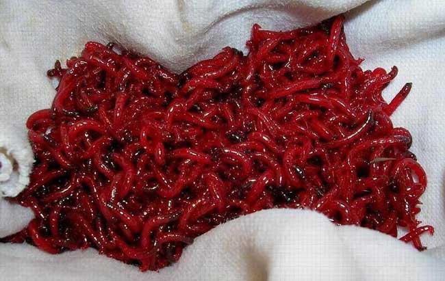 红虫怎么挂钩