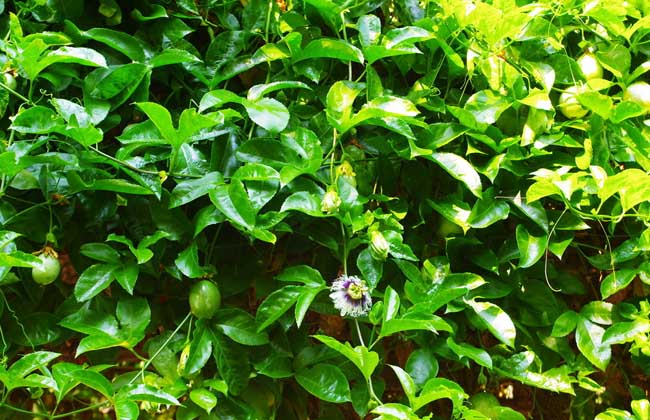百香果种植技术视频