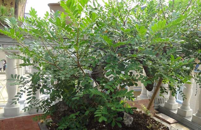 清香木的养殖方法和注意事项
