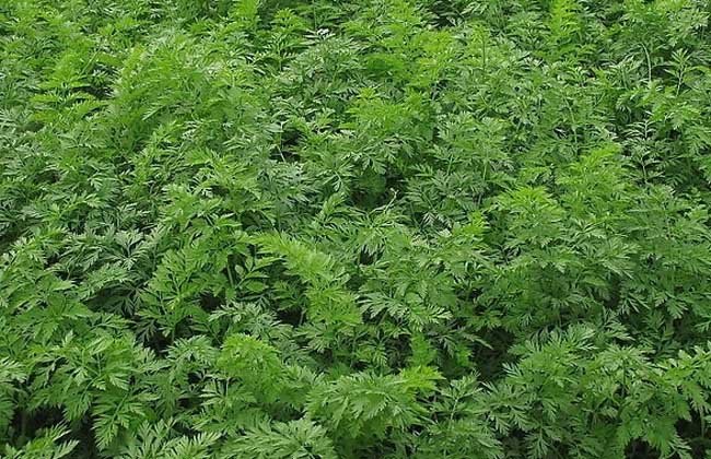 胡萝卜种植技术视频