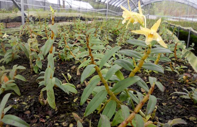 铁皮石斛种植技术视频