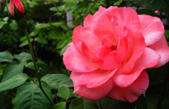 月季花养殖