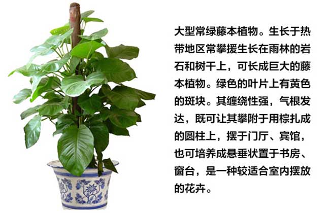 绿萝