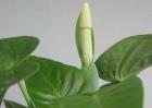 滴水观音开花吗？