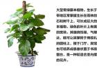 绿萝