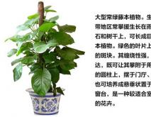 绿萝