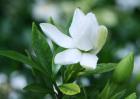 盆栽栀子花怎么养？