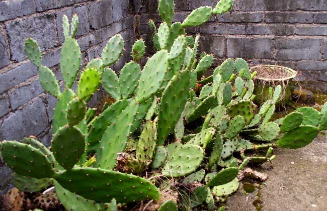 仙人掌开花吗