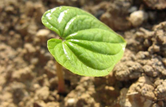 山药种植技术视频
