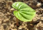 山药种植技术视频