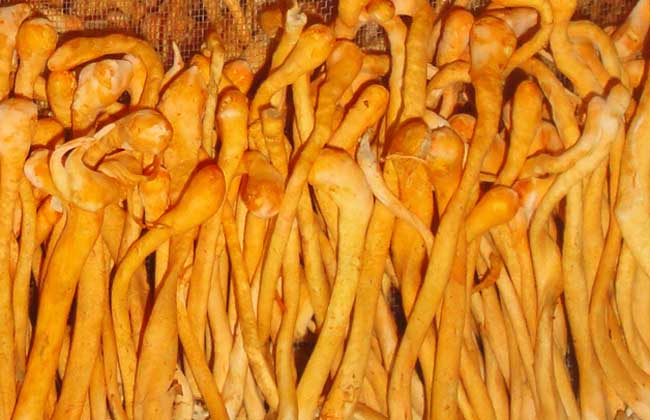 虫草花的功效与作用和食用方法