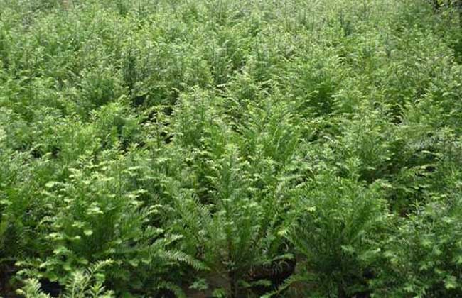 红豆杉种植技术视频