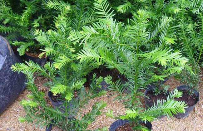 红豆杉种植技术视频