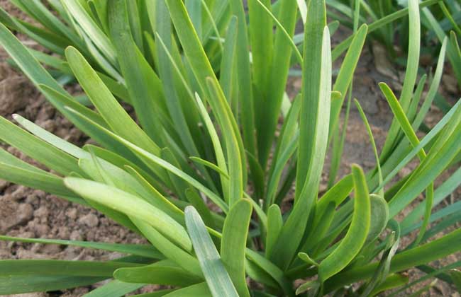 韭菜种植技术视频