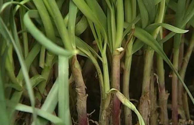 韭菜种植技术视频