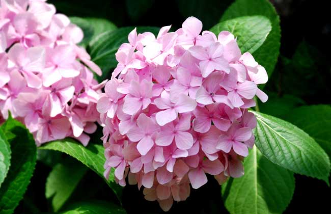 绣球花的花期