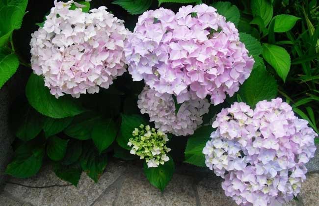 绣球花