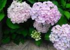 绣球花