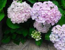 绣球花