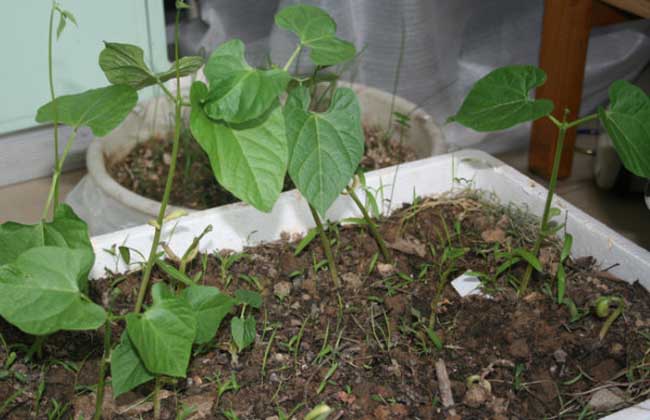 四季豆种植技术视频