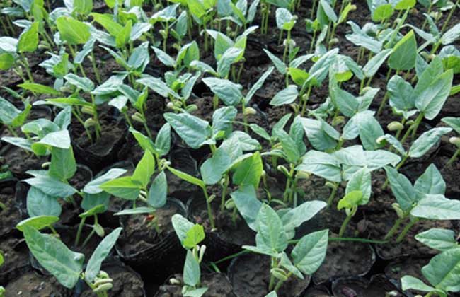 四季豆种植技术视频