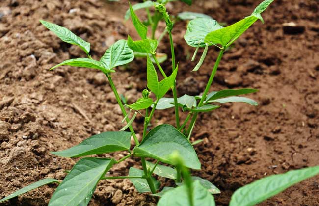 四季豆种植技术视频