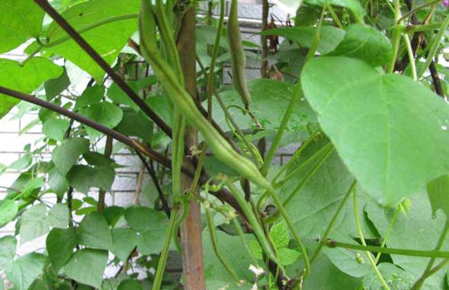 四季豆种植技术视频