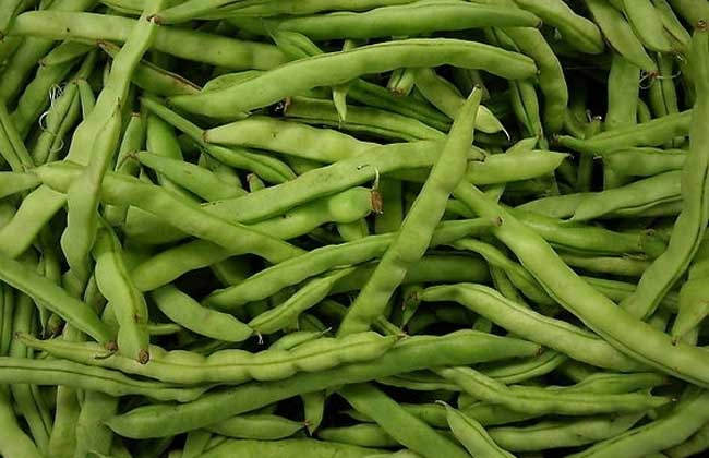 四季豆种植技术视频