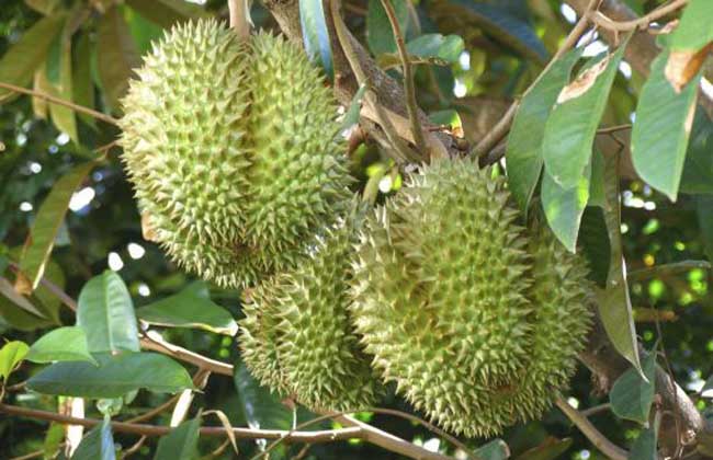 榴莲种植技术视频