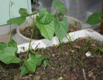 四季豆种植技术视频
