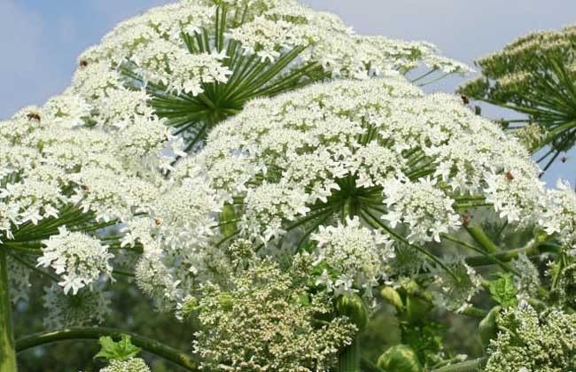 白芷种植技术