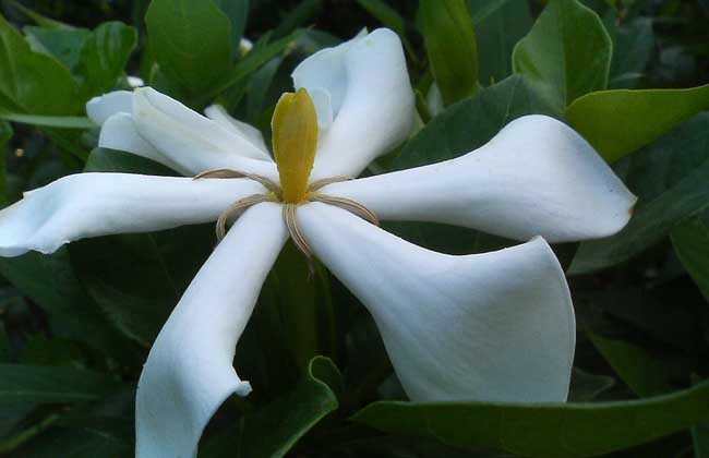栀子花