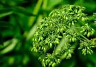白芷花语是什么？