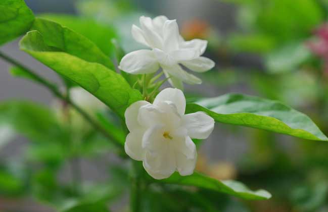 茉莉花有毒吗
