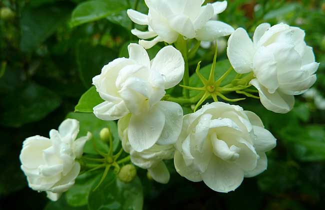 茉莉花