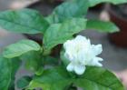 茉莉花的功效与作用