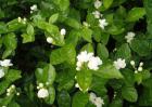 茉莉花有毒吗？
