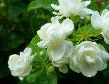 茉莉花