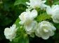 茉莉花