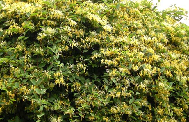 金银花种植技术