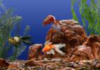 金鱼水族箱的造景方法