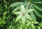 贵州适合种植什么药材？