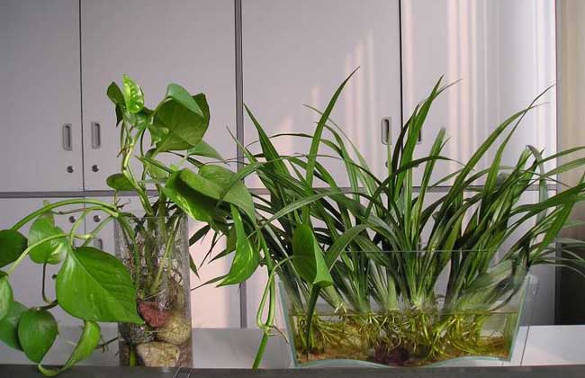 水培植物