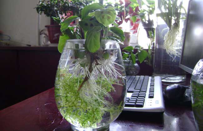 水培植物