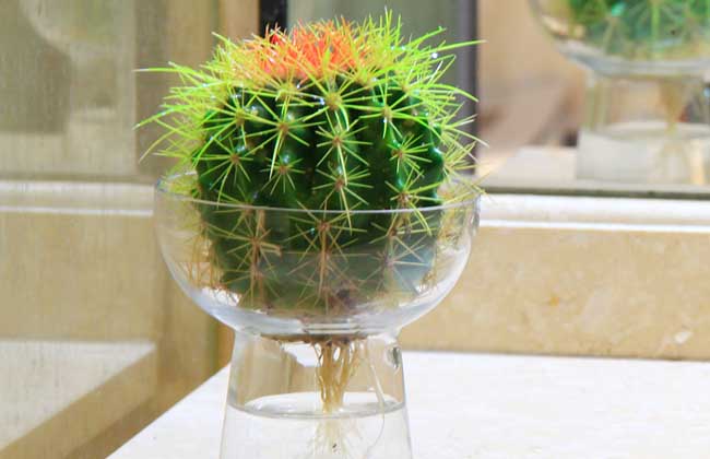 水培植物