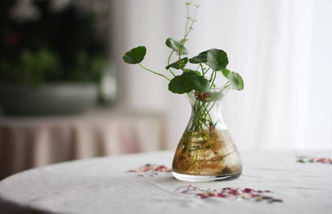 水培植物