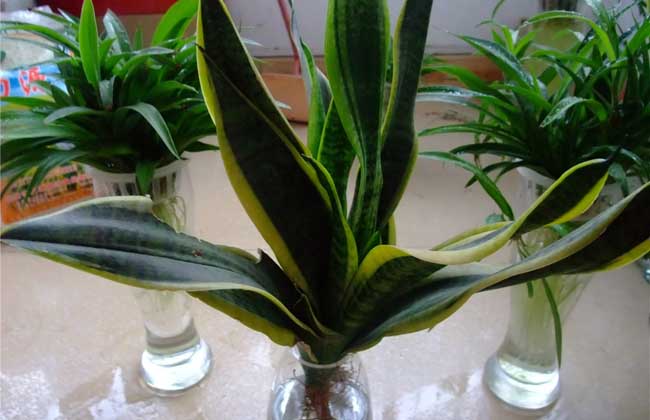 水培植物