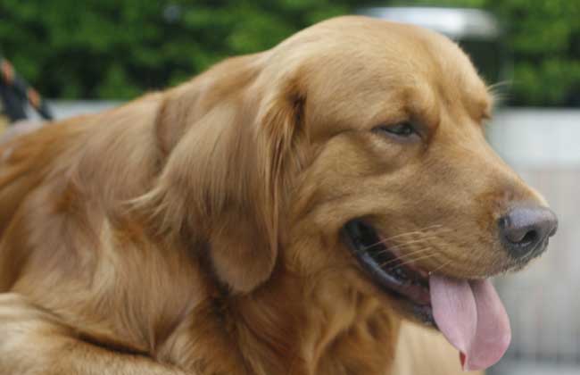 枪猎犬