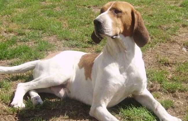 狩猎犬