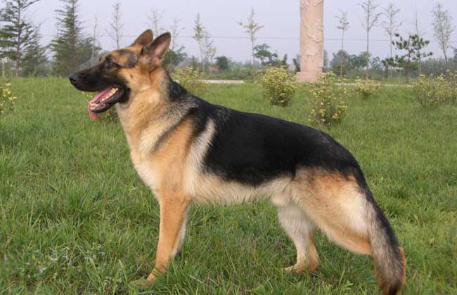 德国牧羊犬